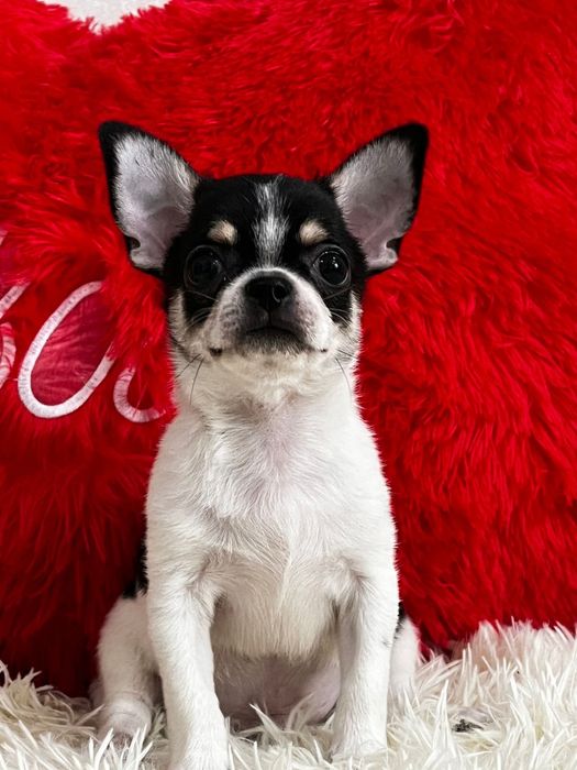 Милые щеночки чихуахуа