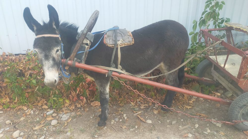 Продам ишачку с бричкой