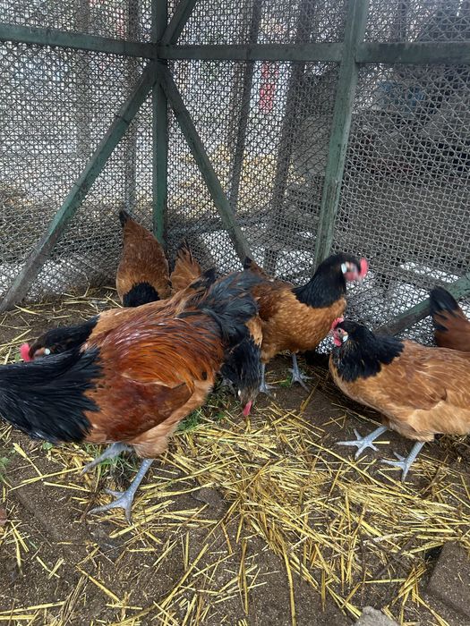 Форверкт оплодени яйца