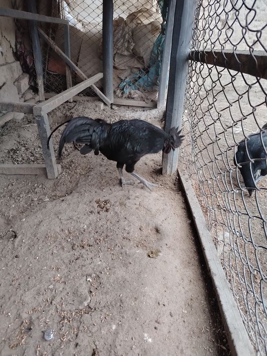 Ухайли хороз зот олишга зур, 150000 минг