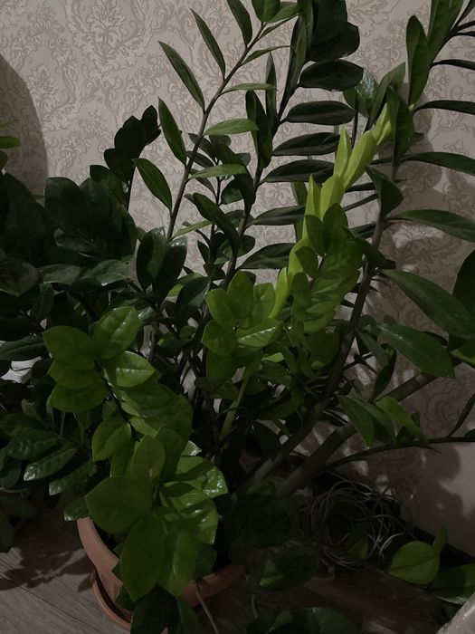 Продам замиакулькас.