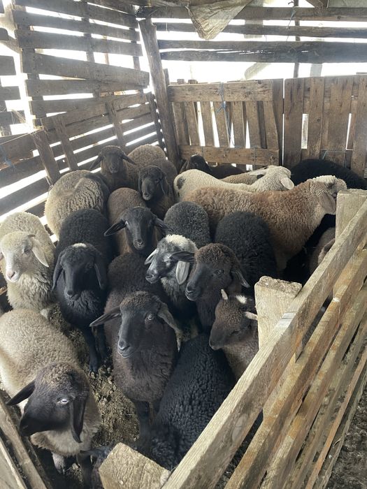 Vând miei carabași