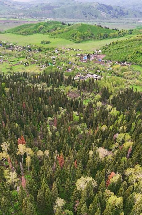 Дом в лесу Усть Каменогорск