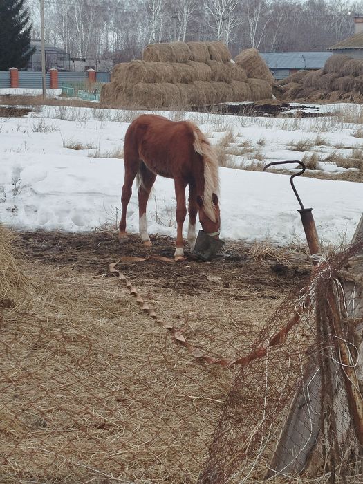 Продам жеребенка
