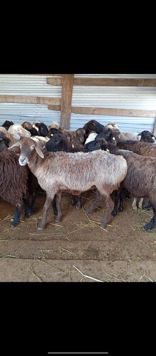 Семз койлар сатылады