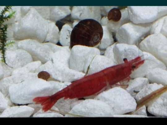 Аквариумная креветка "вишня"