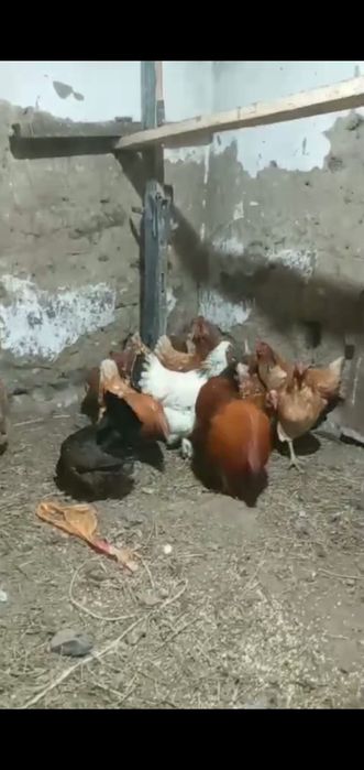 Продам куреи оптом