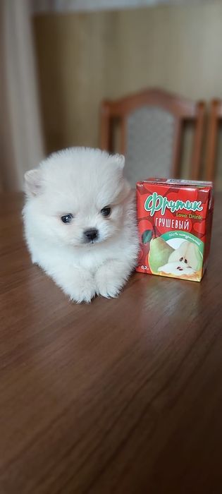 Шпицы кремовые девочки и мальчики