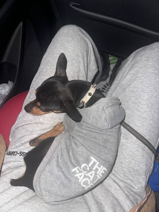 Продам порода мини тойтерьер кабель