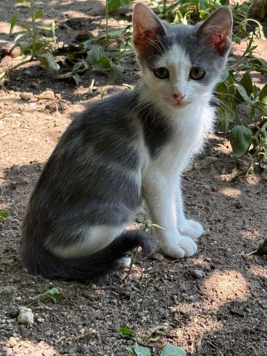Pisici abandonati