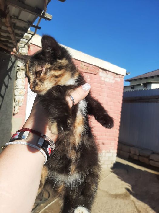 Котята. Домашние
