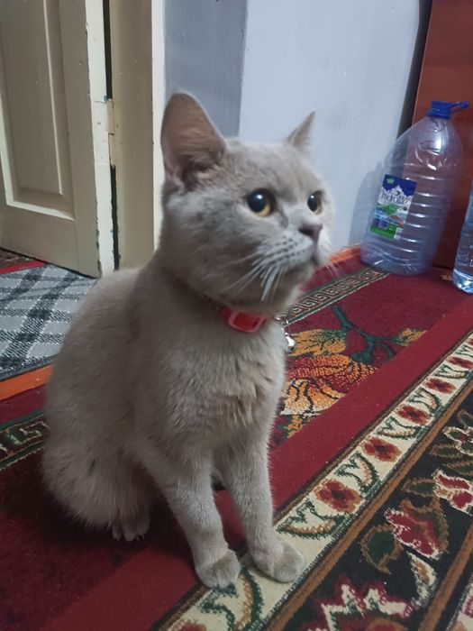 Scottish straight sotiladi