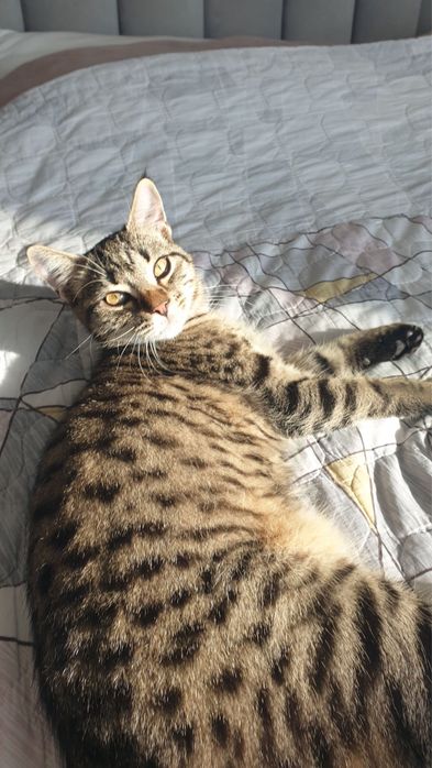 Передержка кошек и собак