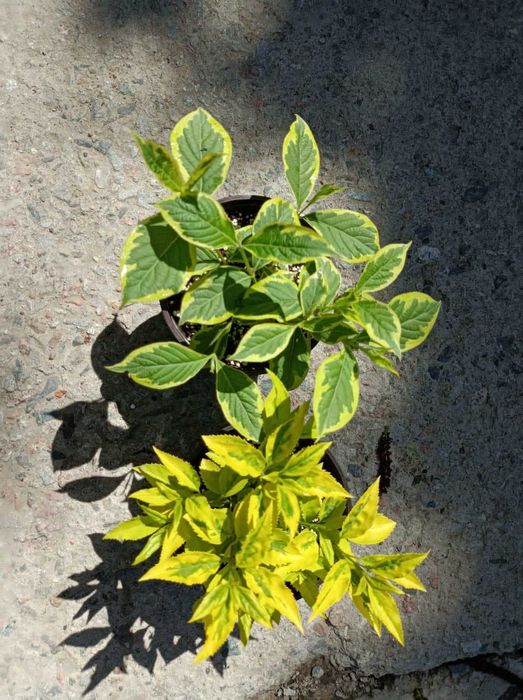 Вейгейла цветушая