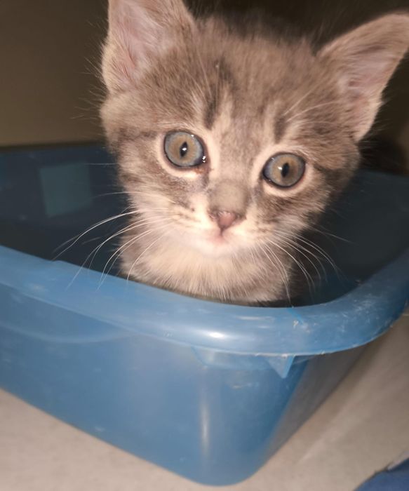 Котята хорошие добрые руки