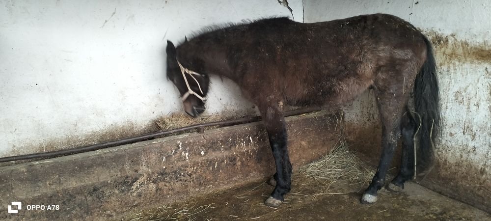 Кунан сатлады...