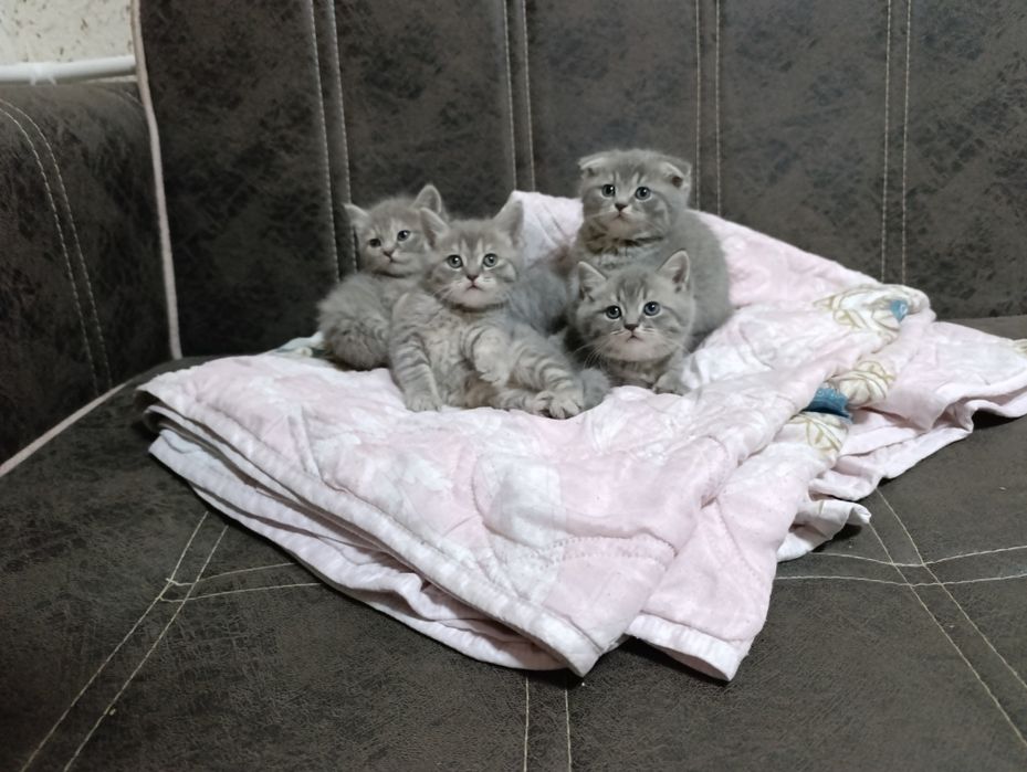 Котята веслоухие