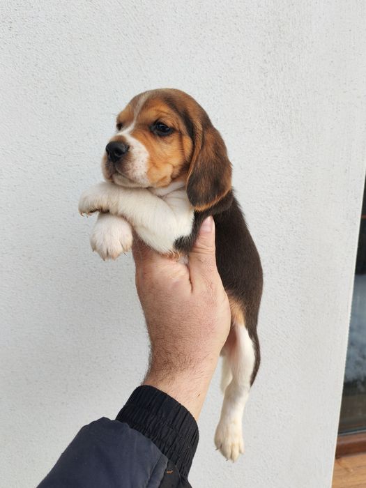 Băiețel beagle rasa pura din părinți cu certificate pedigree