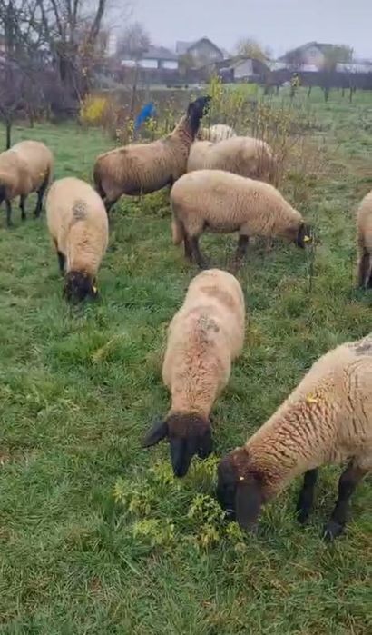 Se vând  oi carabase