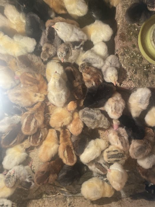 Цыплята от крупных кур