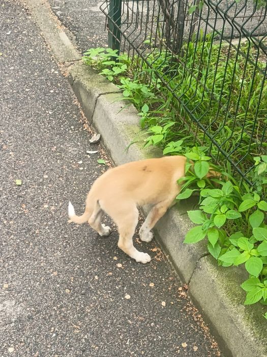 Отдадим щенка-звоночка