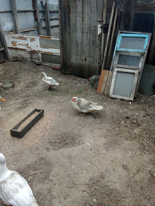 Продам индоуток в городе