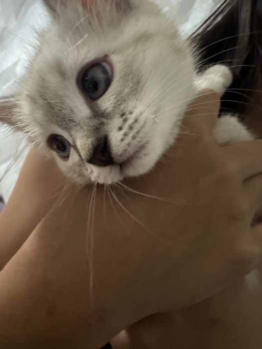 Продам кошечку котенок кошка