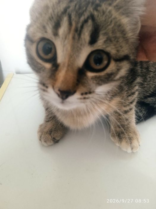 Котенок (кошка) крысолов