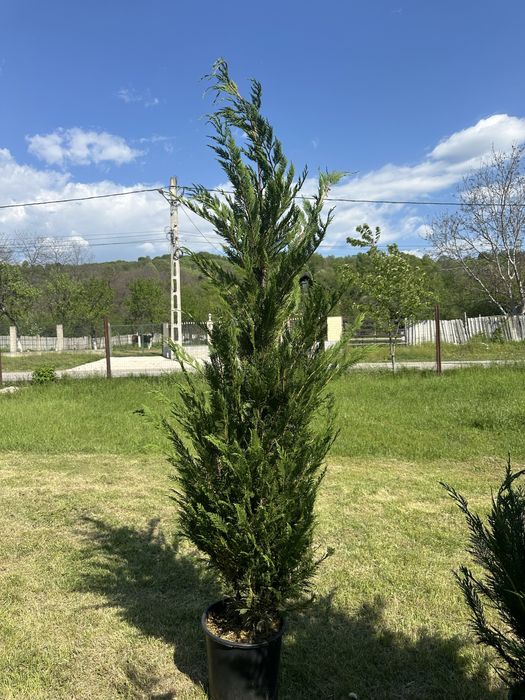 Copaci / Mesteacan / Brazii / Plante gradina