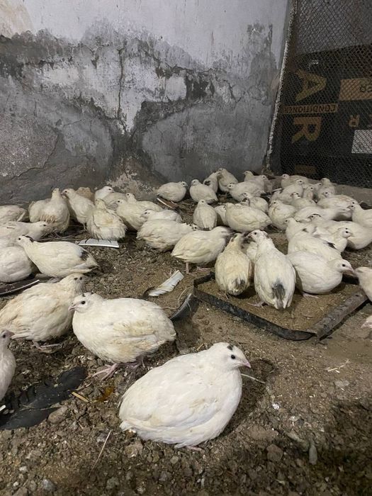 Белый гигант бедоналар сотилади