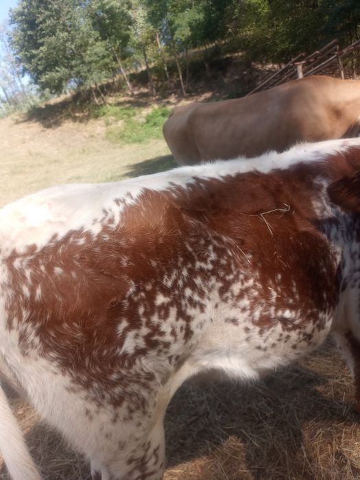 Vând vițea belga pe roșu