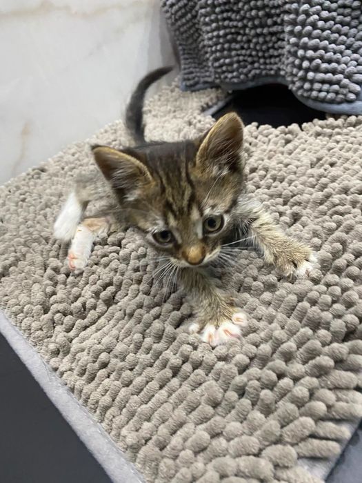 Котенок мальчик 1 мес смешанный с британцем