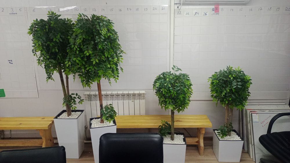 Продам дерево фикус