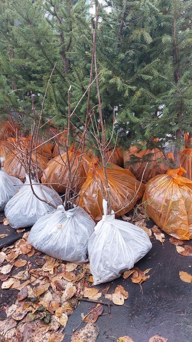 Продам саженцы сосна,ель,пихта,сирень