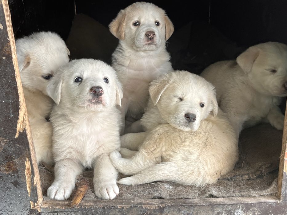 Щенята белые (отдам в добрые руки)
