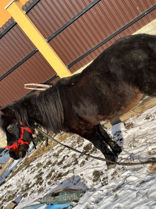 Ponei blând și foarte cuminte