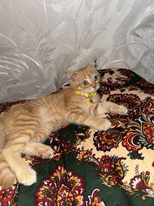 продаётся породистая кошка скотиш страйт