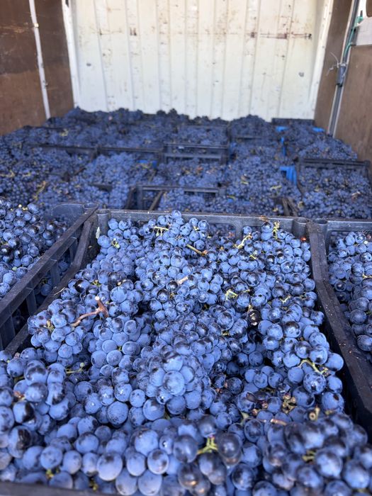 Struguri de vin