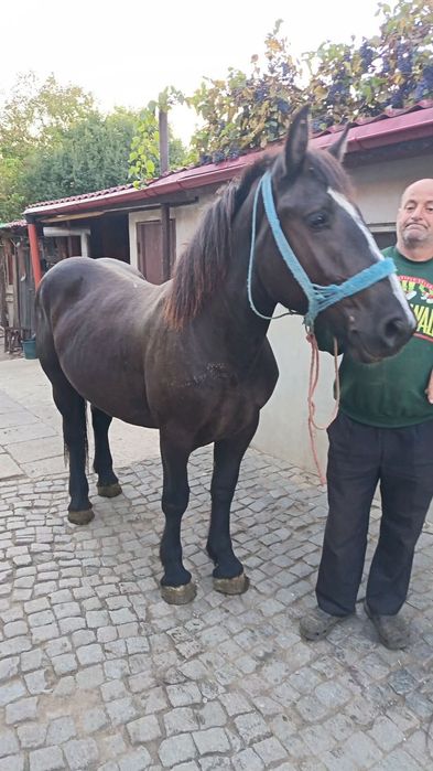 Vând mânză de 2 ani