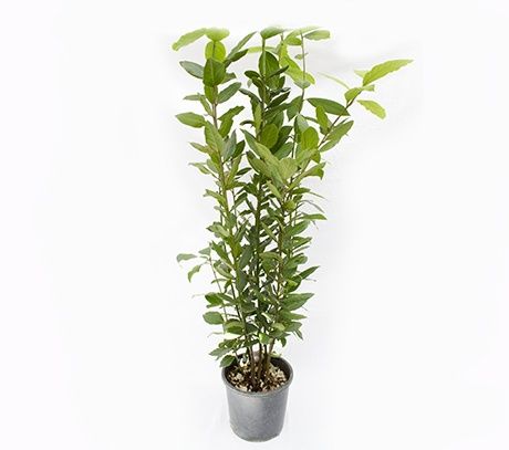 Laurus Nobilis (DAFIN la Ghiveci )