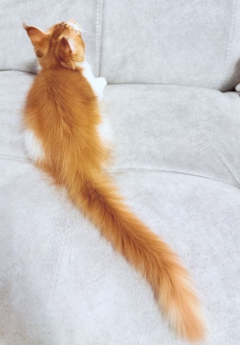 Котик мейн-кун, ласковый великан