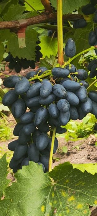 Вегетирующие саженцы винограда.