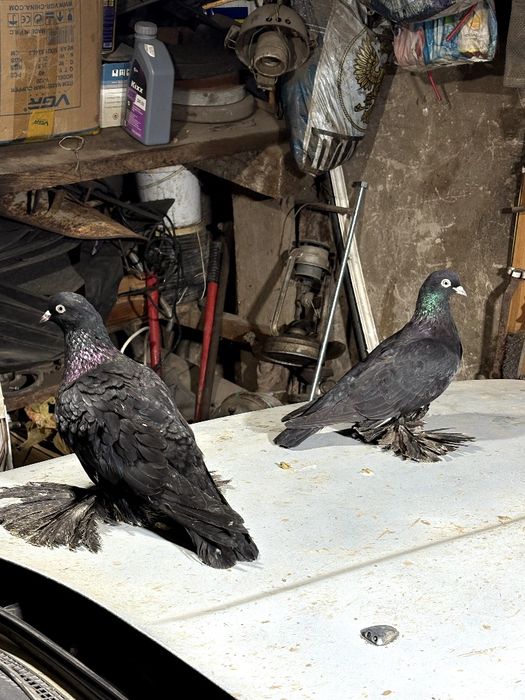 Черные северокавказкие