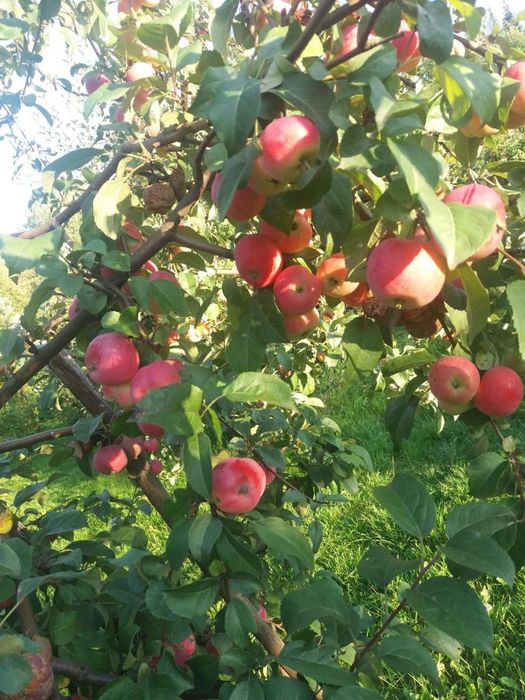 продам дачу дачи умз за тарханкой