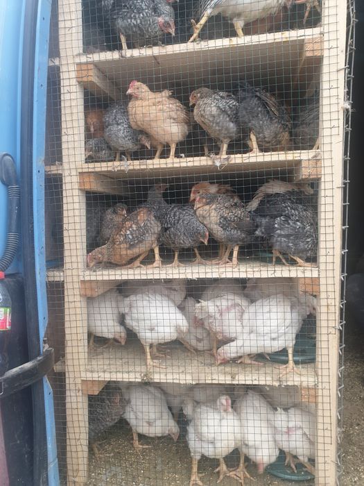 Preluam comenzi pui vaccinati perfect sănătoși  !