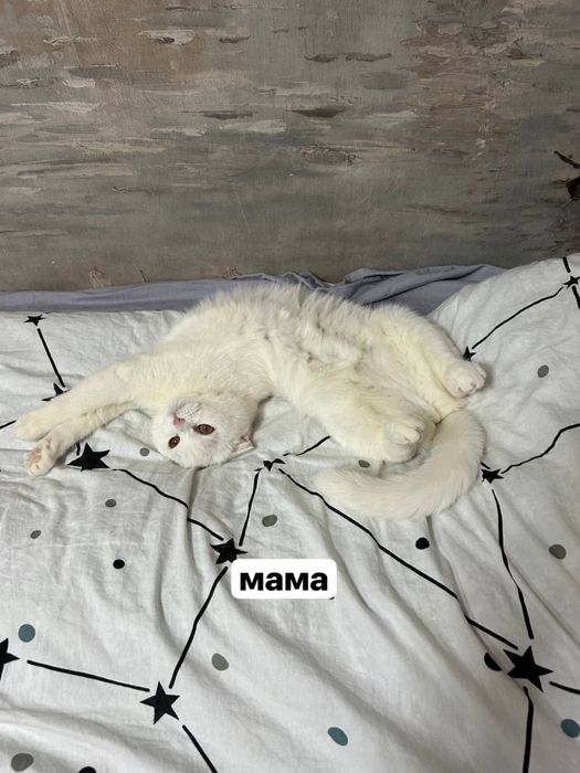 котенок породистый чирчик