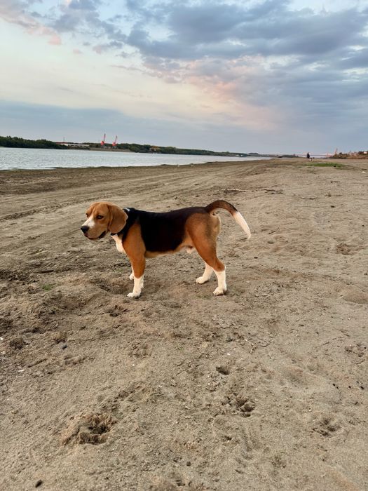 Vand mascul Beagle cu Pedigree