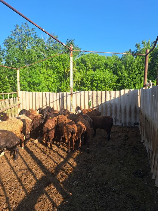 Продам  овец  на зарез  либо на развод