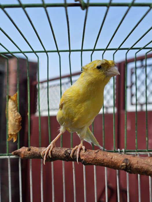 Продаётся срочно кенар чубаты