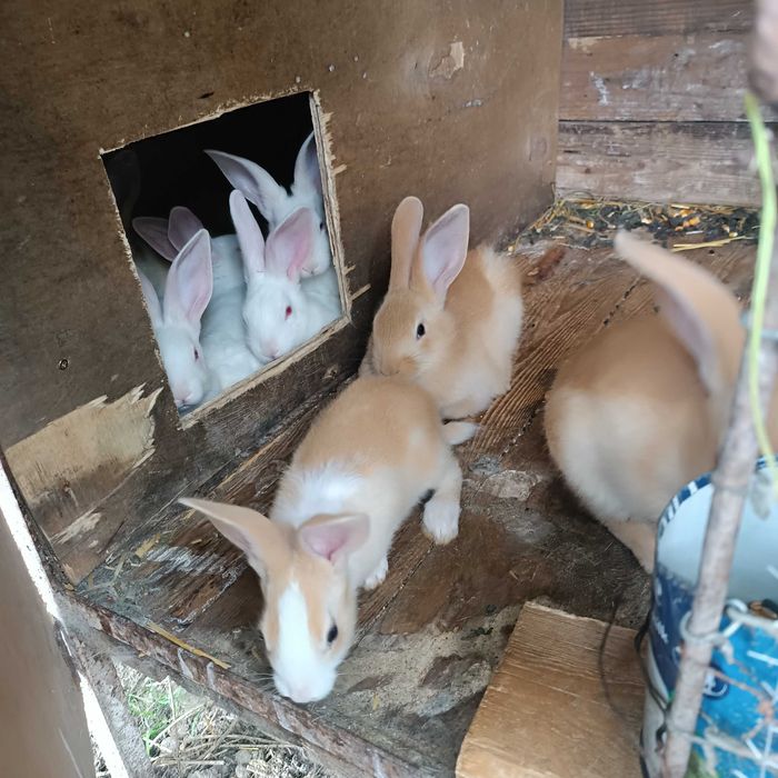 Vânzări animale domestice
